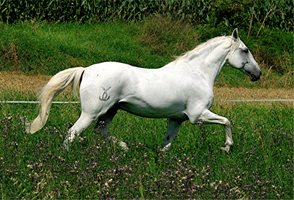 Lusitano 50  (2)